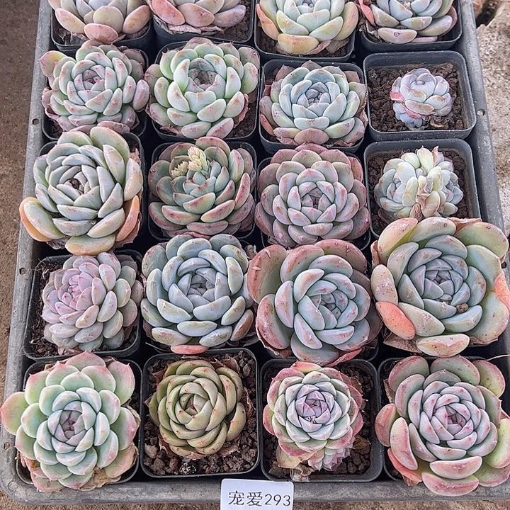 大**女直播福利一物一拍293