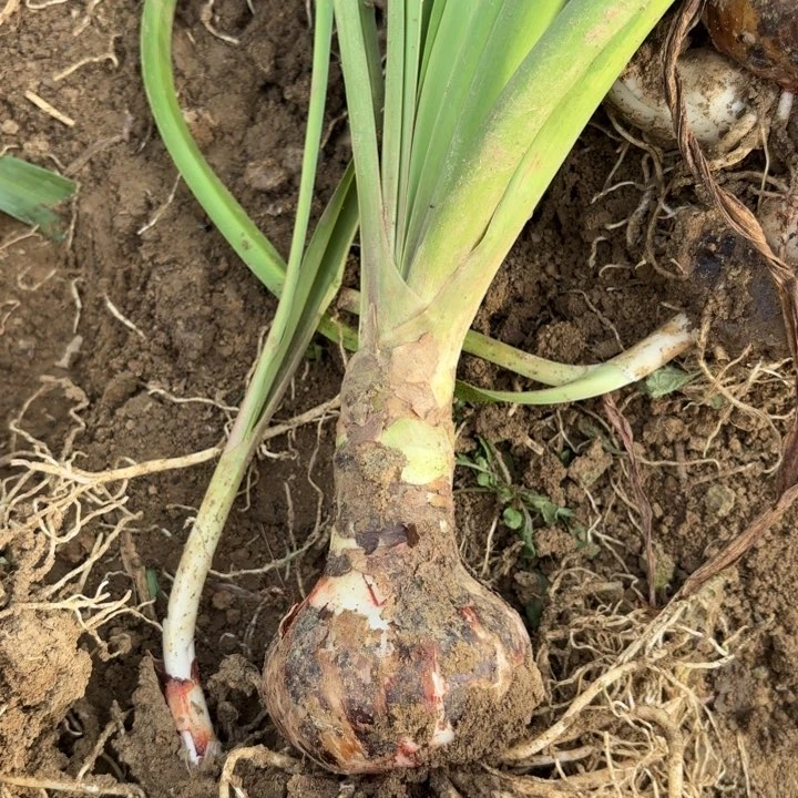 无花朵异域之星包对版