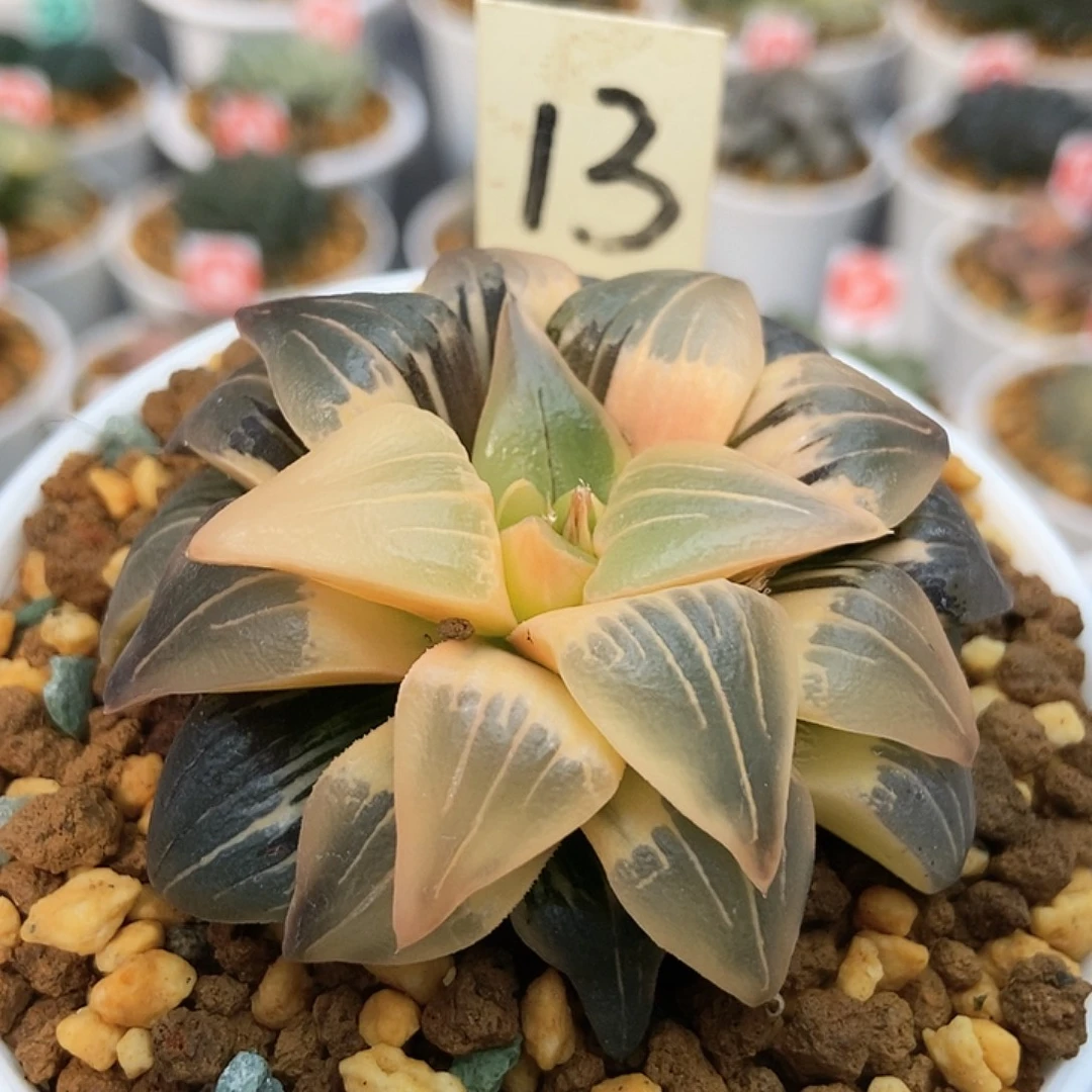 b***d13红纹锦111111111