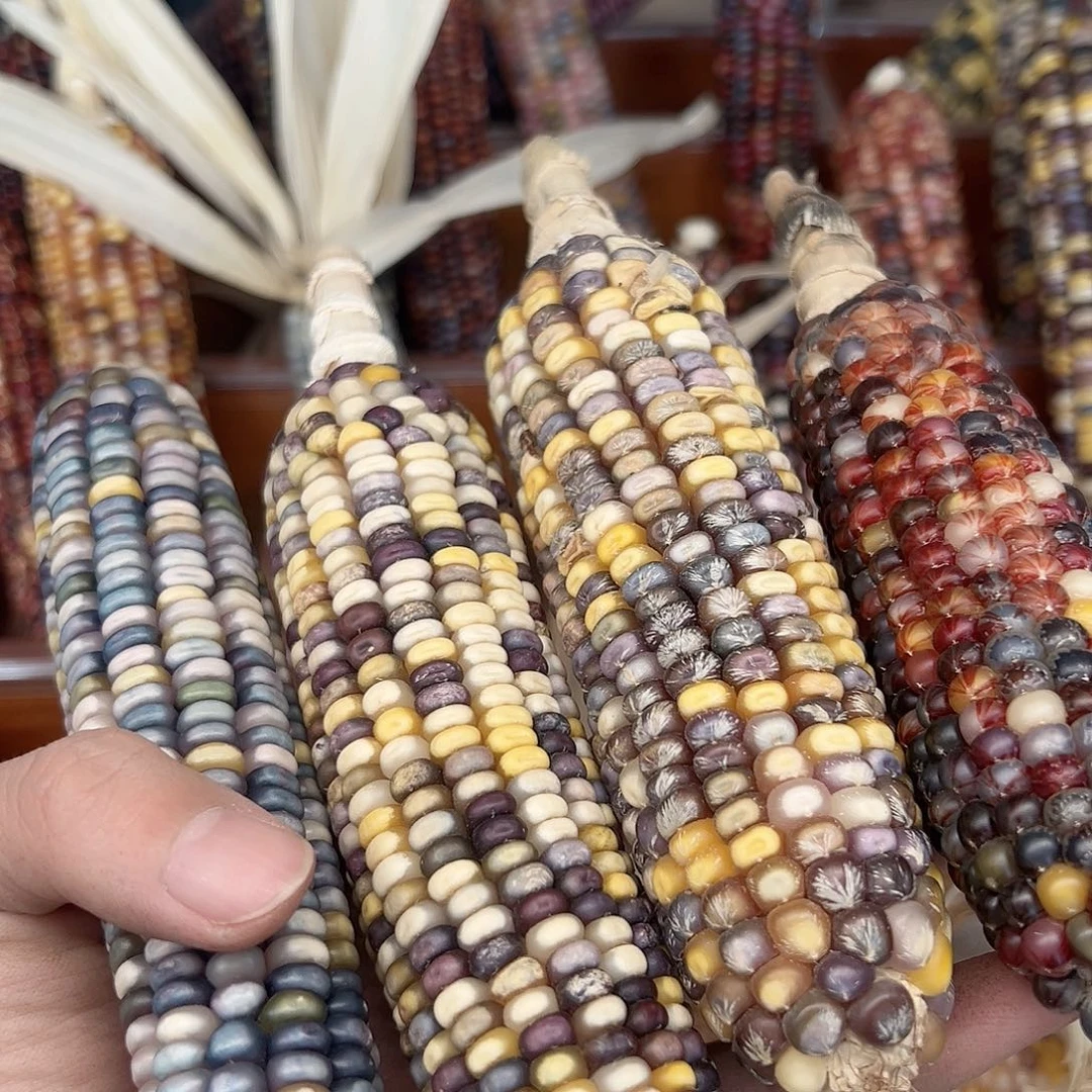 悠****嘛文玩玉米毛料精品