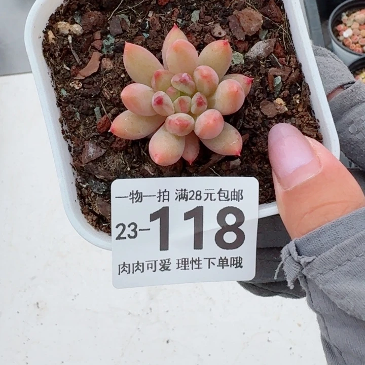 虞美人多肉无盆土发货无盆土
