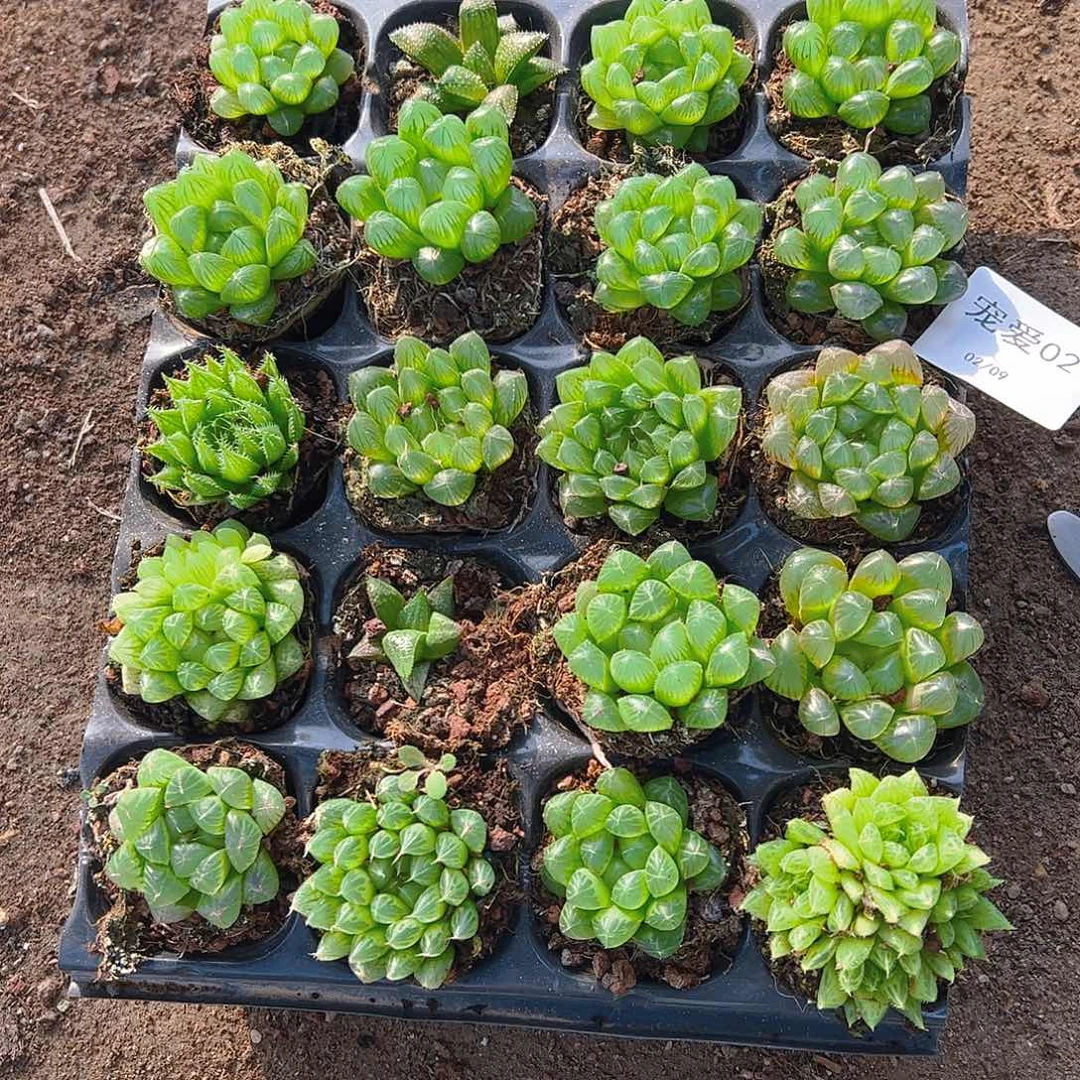 直播福利一物一拍02