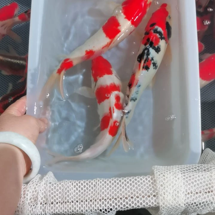 锦鲤精品锦鲤一盆