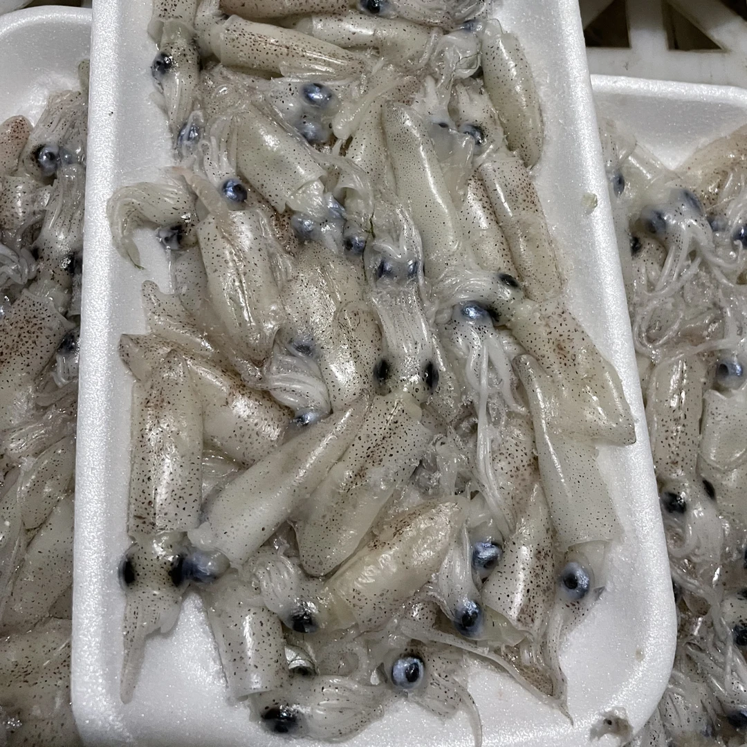 新鲜小笔管小海兔钓饵黑头黄鱼鳗鳞鱼海钓鱼饵速冻发货