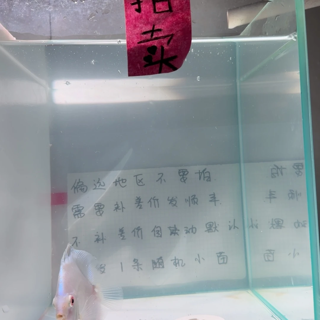 七彩神仙鱼肉身8-9左右，偏远地区不要拍