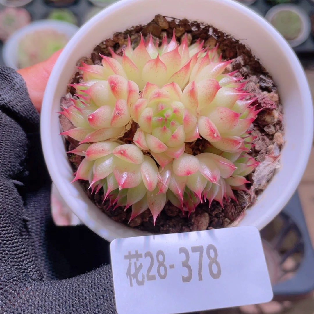 花利美28-378海王