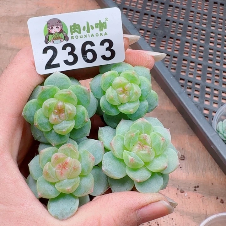 粒***粒多肉植物多肉植物