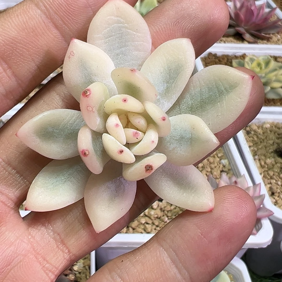 橙梦露宽锦多肉植物