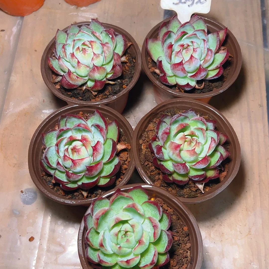 小惊鸿仙子五颗3092号