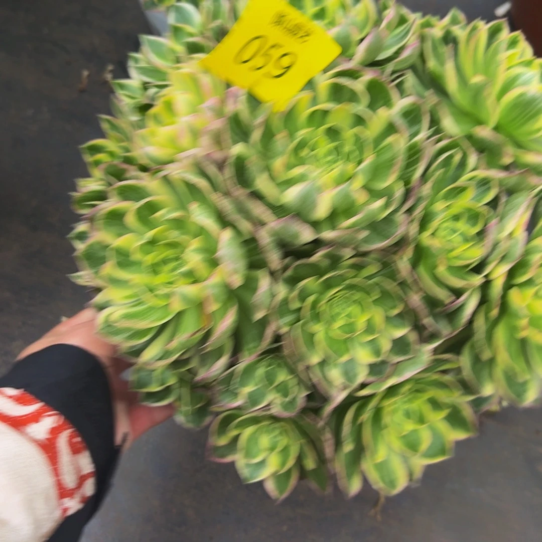 顿***红059号多肉植物万彩灯