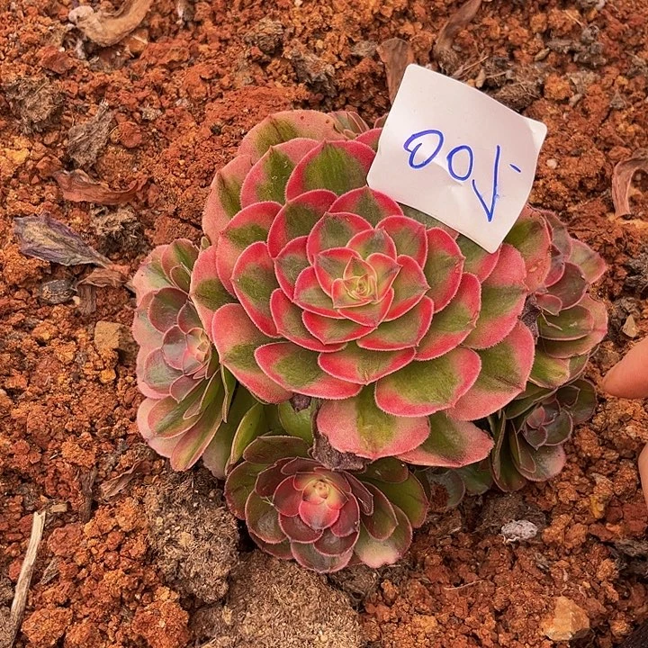 005荔枝朵朵发发发无根