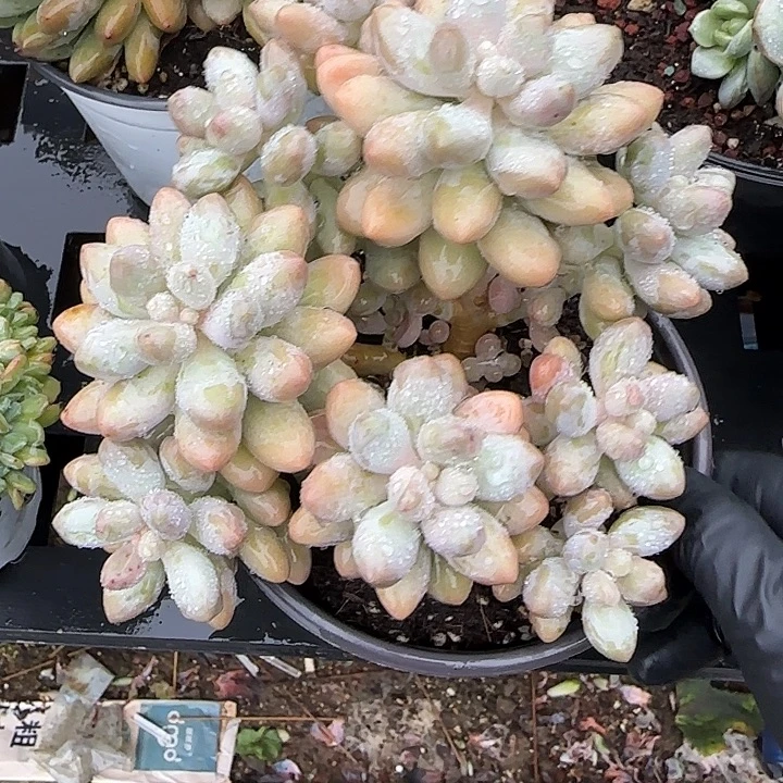 青蛙王子儿童牙膏11