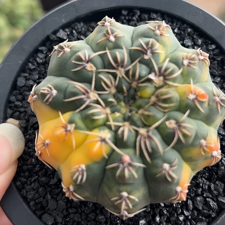 595瑞昌玉锦实生根哈哈哈哈