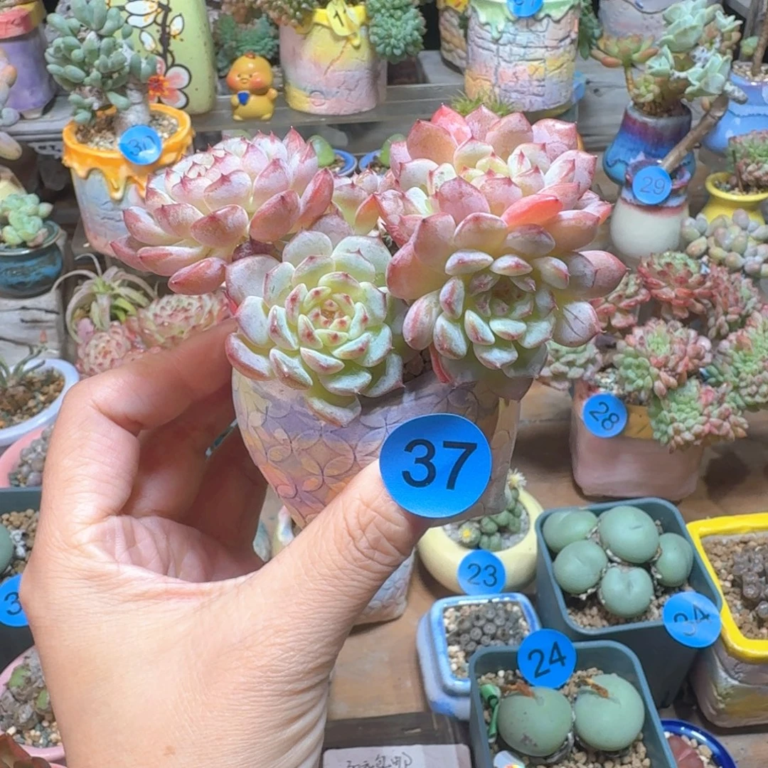 37 多肉含盆土30元包邮除偏远