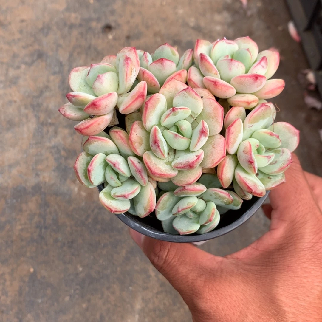 那时候是个啥东西
