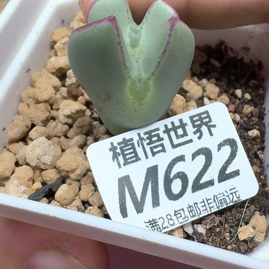 多肉植物的润泽ewg