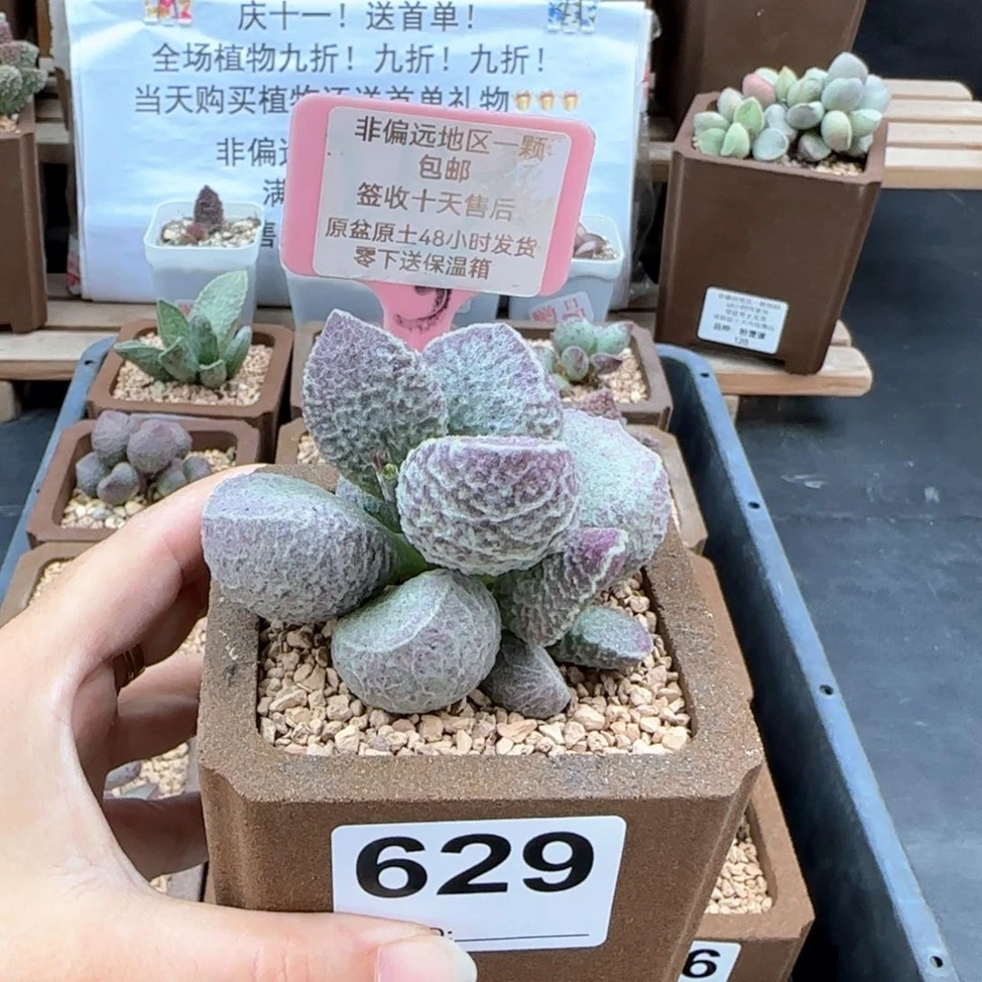 629哈莫猪肝多肉植物