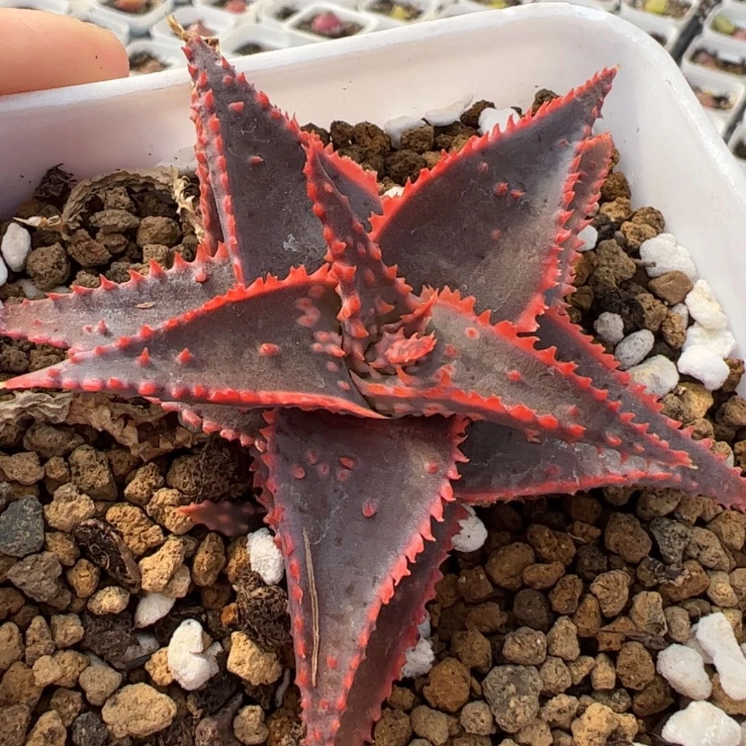 113多肉植物百科