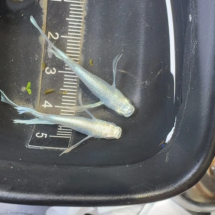 海水鱼77号拍品长鳍天使之翼
