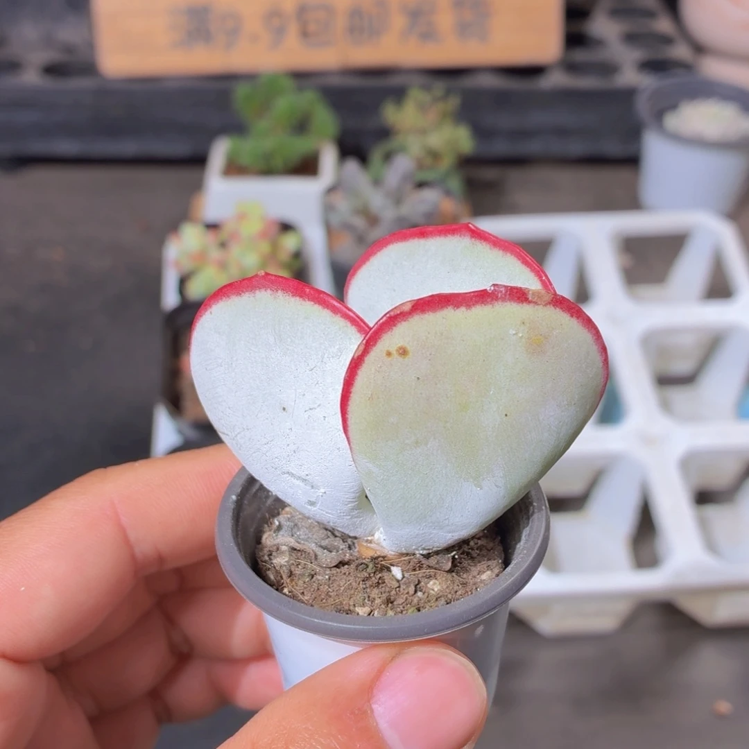 白眉多肉9.9包邮发货