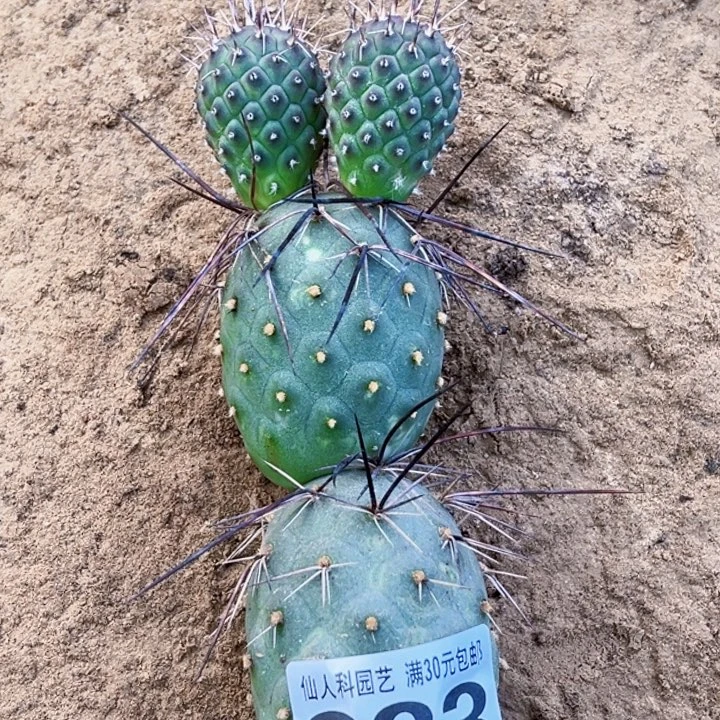 无花朵福利大型黑狂刺侧芽933