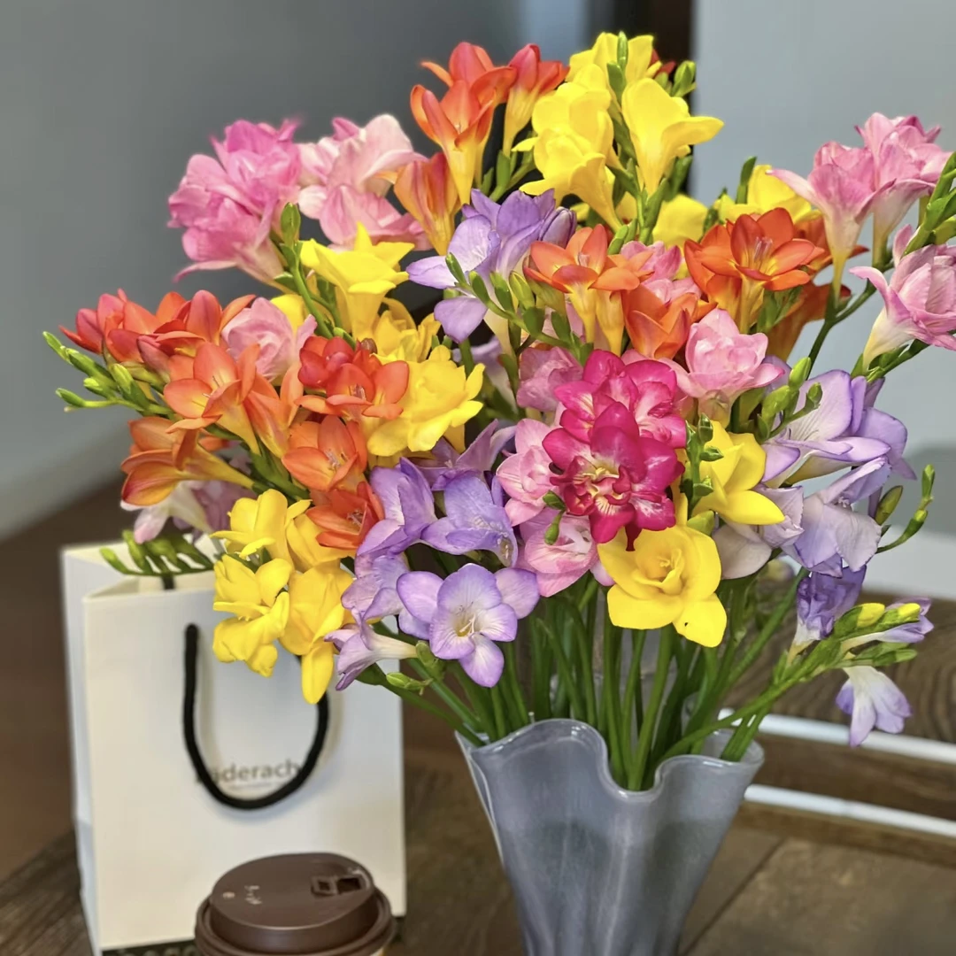 清棚处理 香雪兰（小苍兰）带香味花苞发货