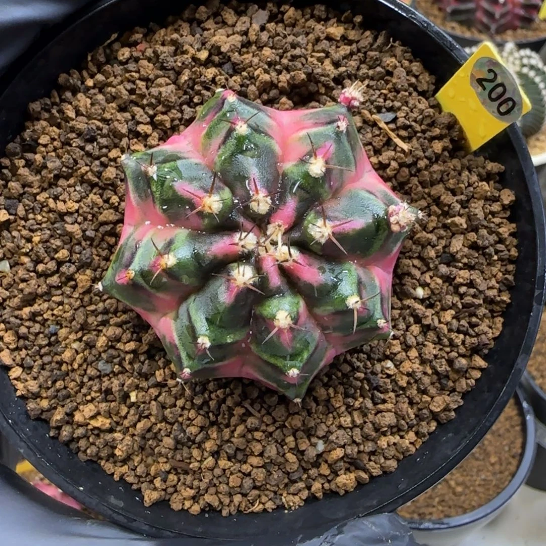 200号泰系名品幸运种子