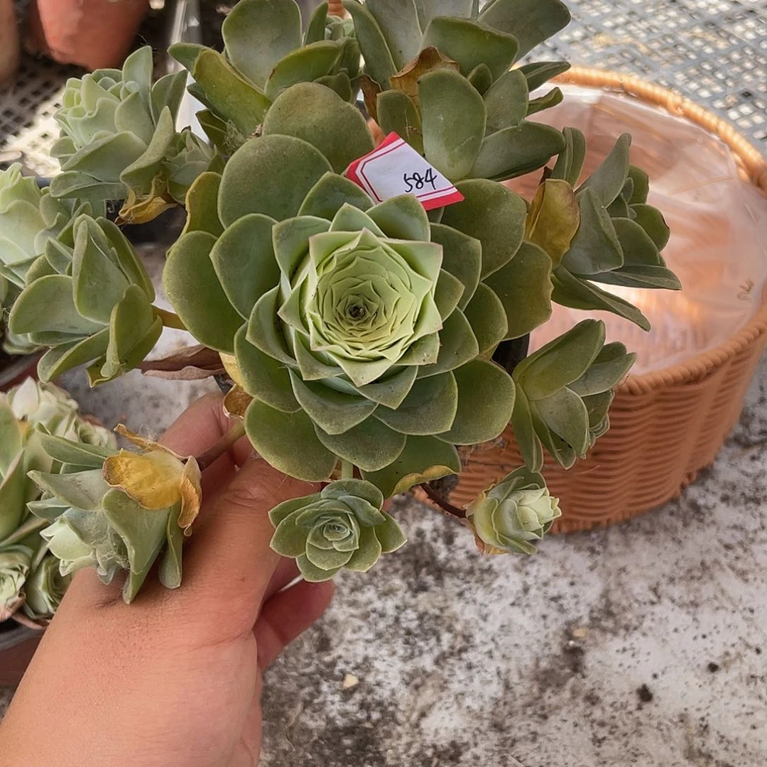 山地玫瑰多肉不售后 584