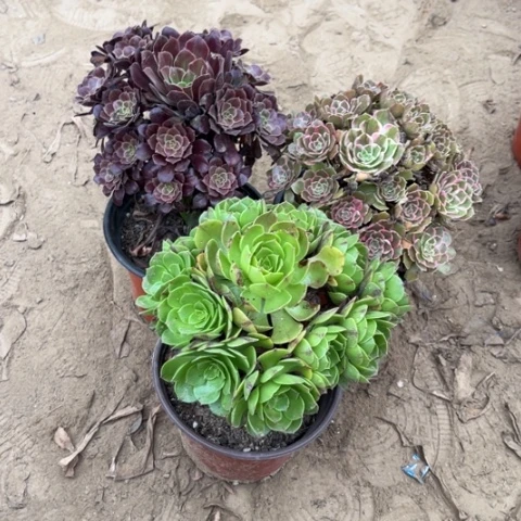 960多肉植物组合，