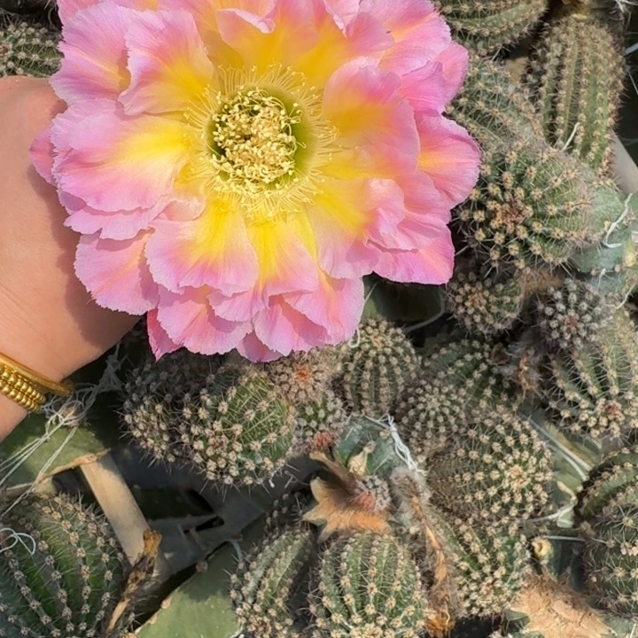 237彩草70歪无根侧牙4公分左右，20包邮