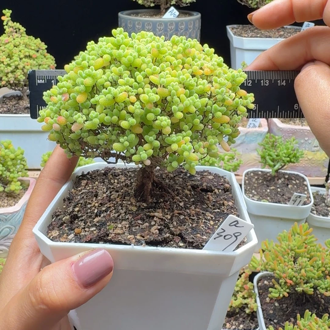 a309号蜜橘冠服10厘米左右