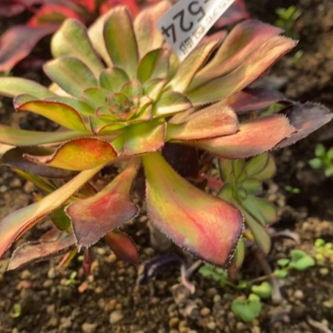 V****?524魅金满25包邮多肉