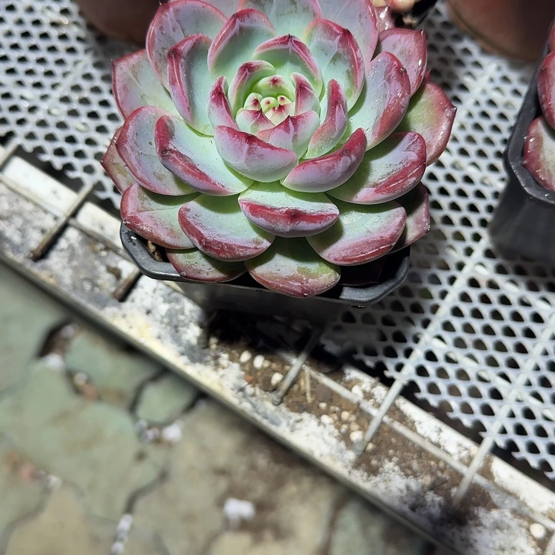 红鸾多肉植物精品