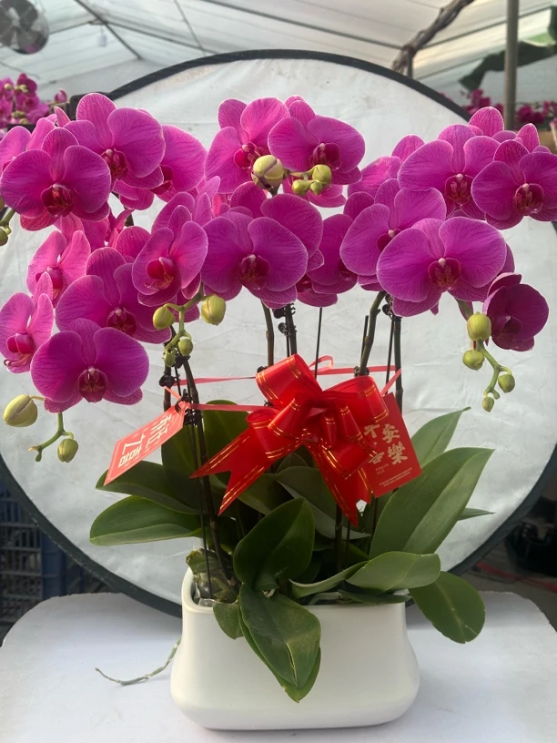 【红蝴蝶】蝴蝶兰懒人花 室内花卉 花期长 好养活