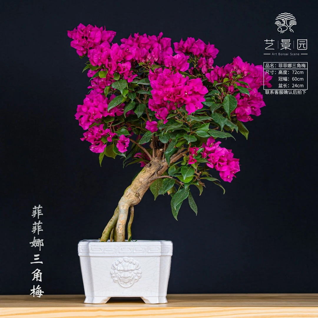 【好朋友三角梅】通用链接一物一拍 以直播间截图为准(680)