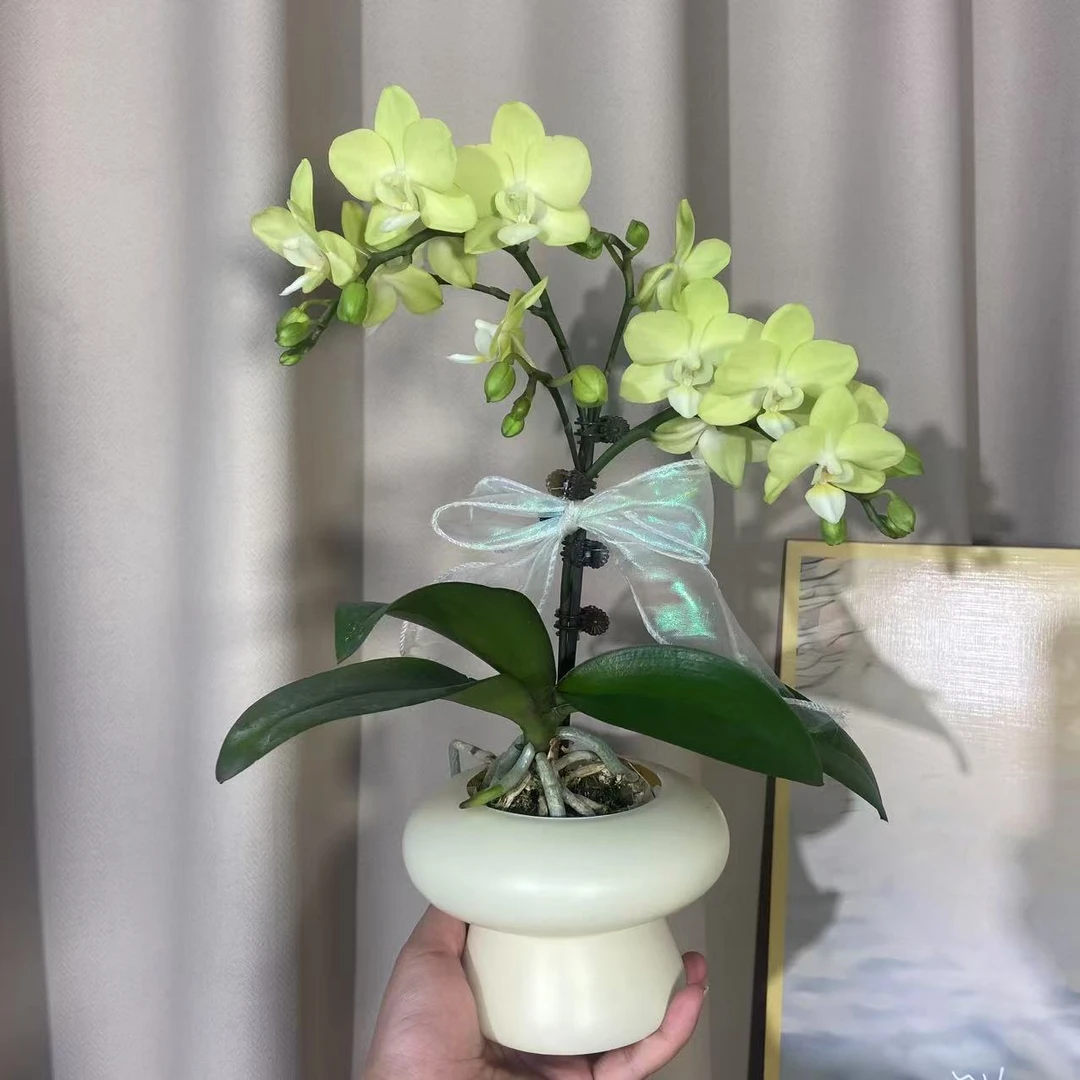 蝴蝶兰（卡莉）单苗单花剑 优雅精致鲜花室内花好养活