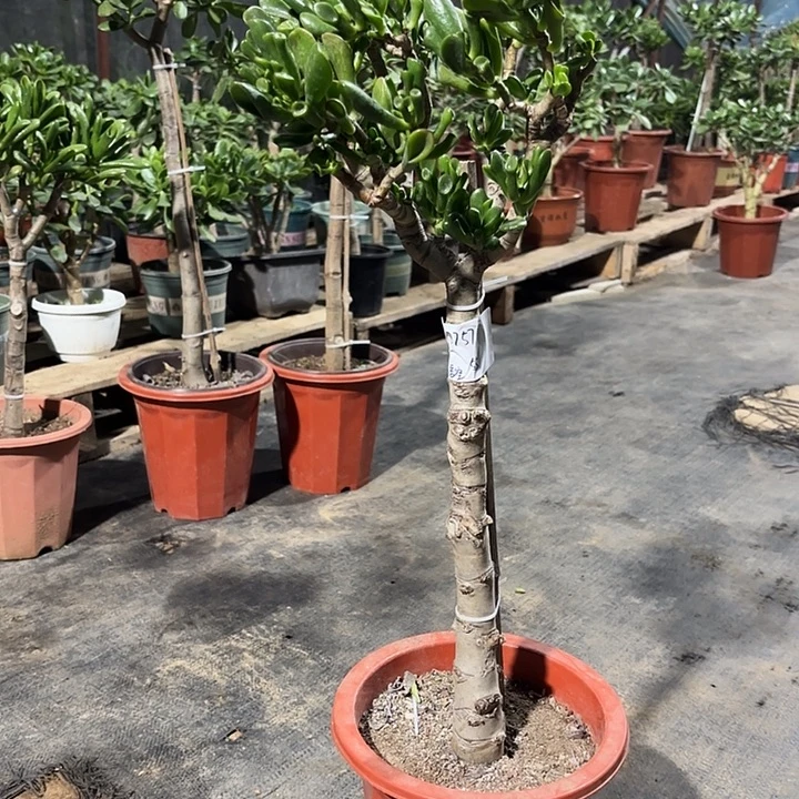 悟***空当前无花栽培后可以开花55