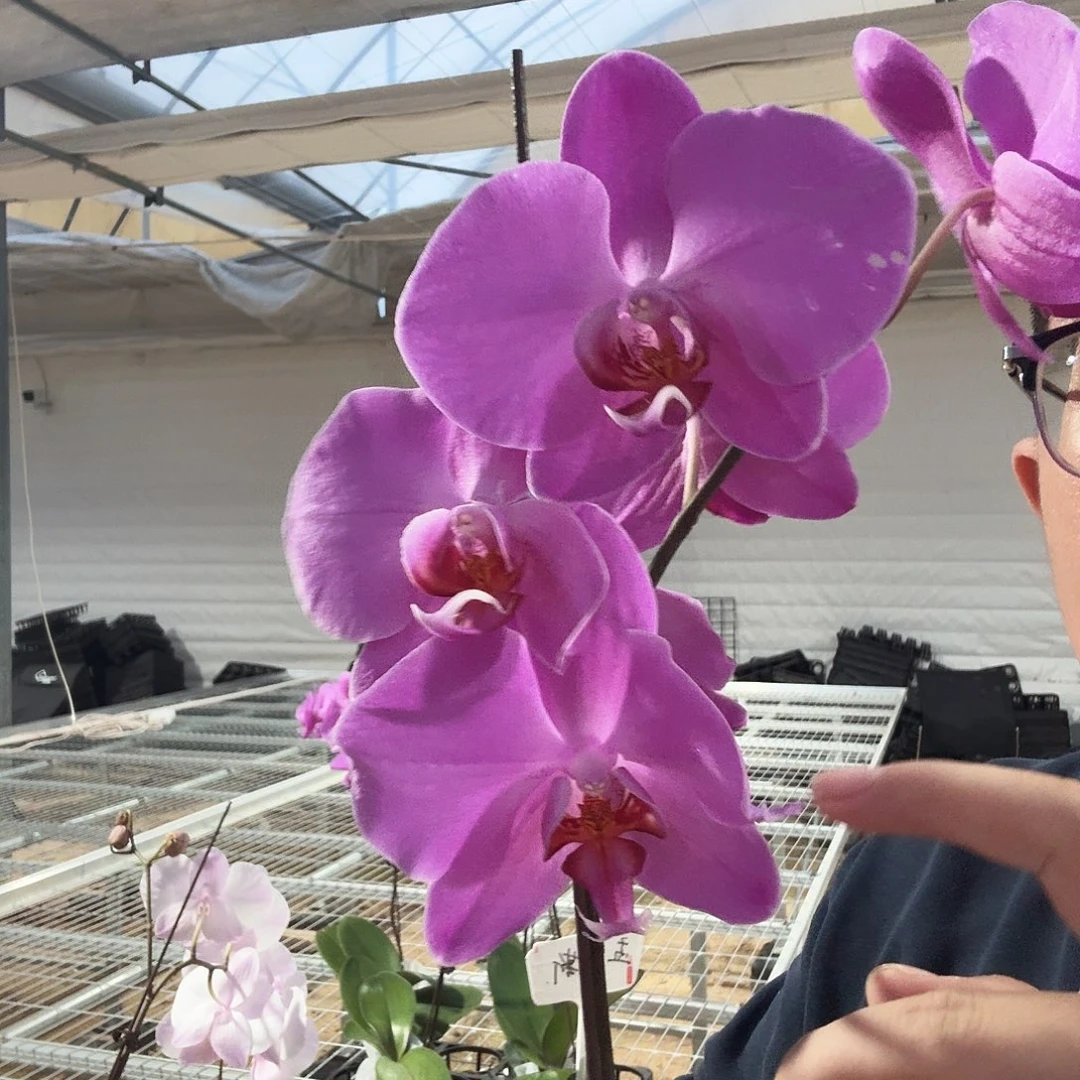 完全开放孟菲斯3.5加高