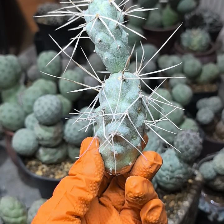 █****█习志野仙人球直播