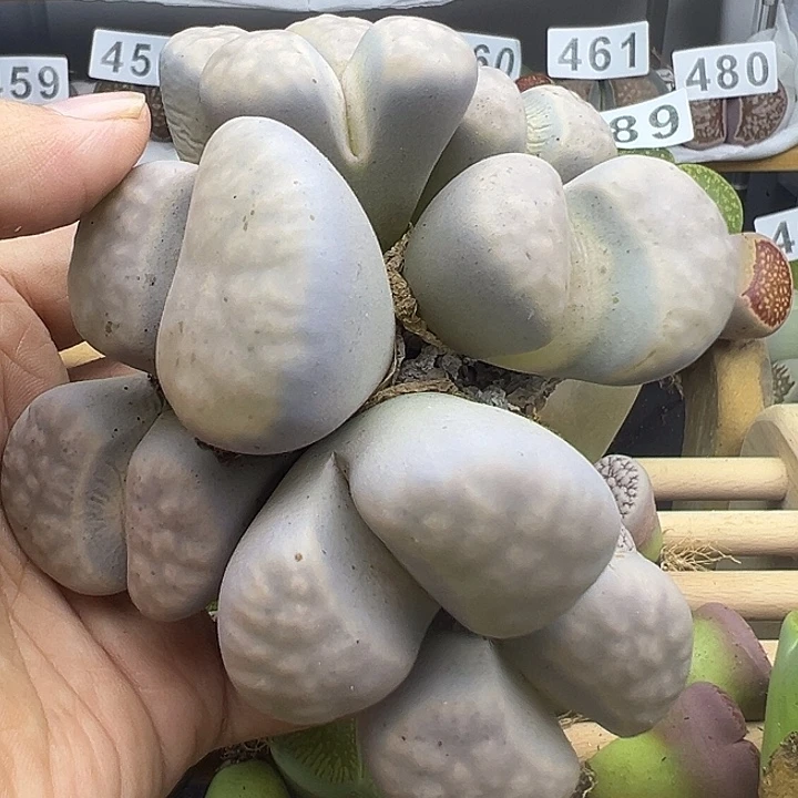 502福利清111111111111