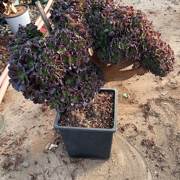 欧朵朵微瑕脱土发户呀
