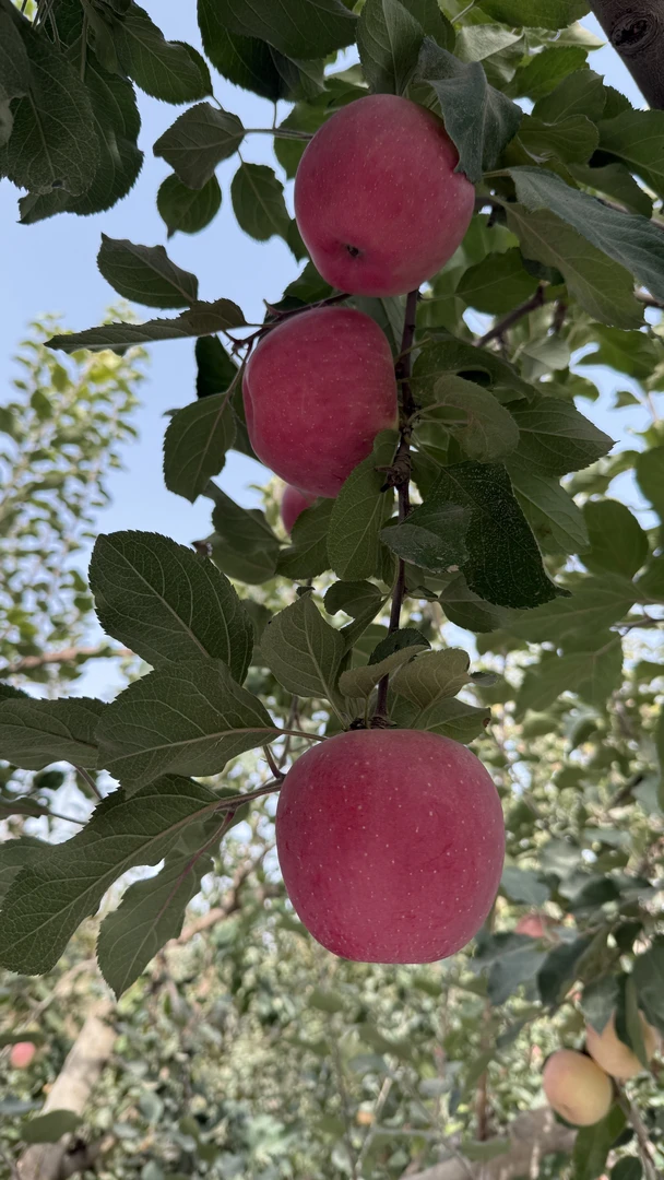 新疆阿克苏红富士冰糖心苹果脆甜多汁产地直发新鲜水果
