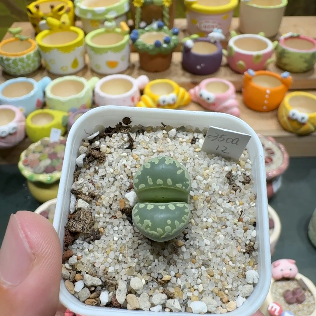 艺***艺蘑菇1136c350a绿牙多肉植物