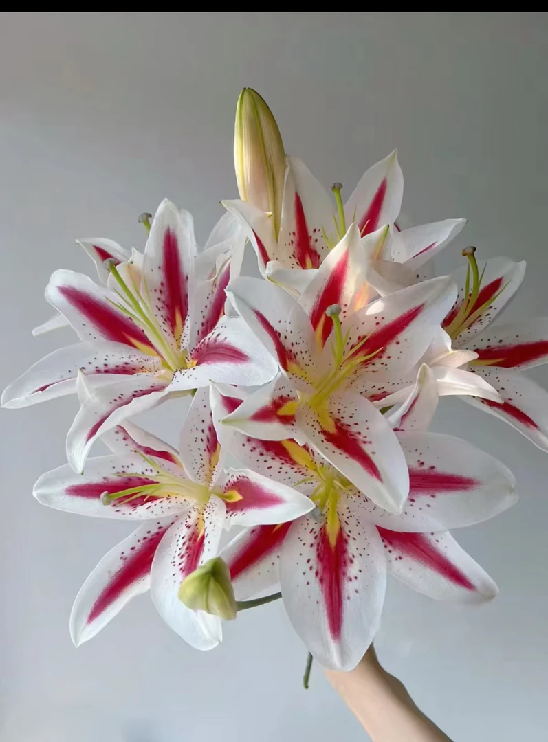 【笑脸香水百合】浓香型百合 云南高品质鲜切花 家庭水养