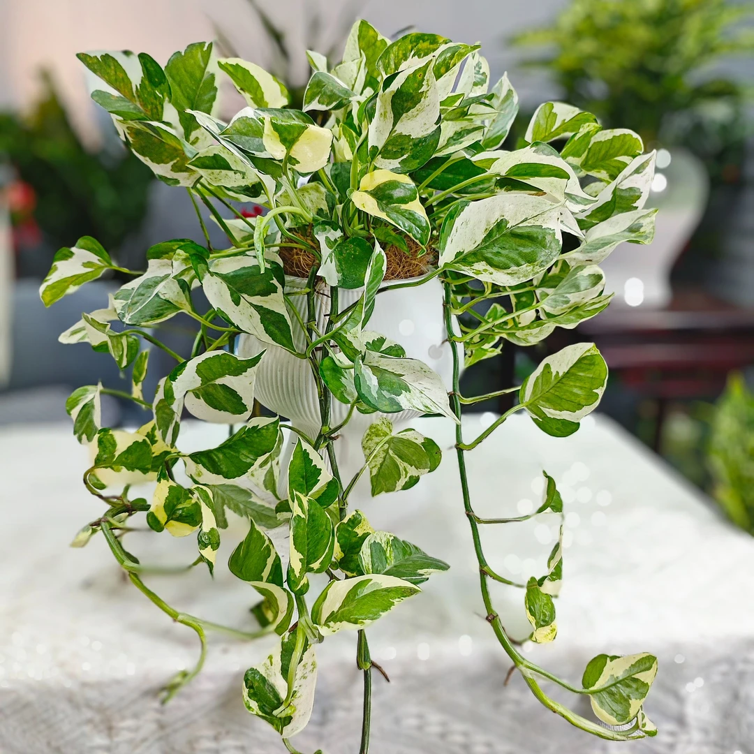 【花未眠@】长藤雪花葛室内观叶美观四季常青绿植净化空气吸甲醛