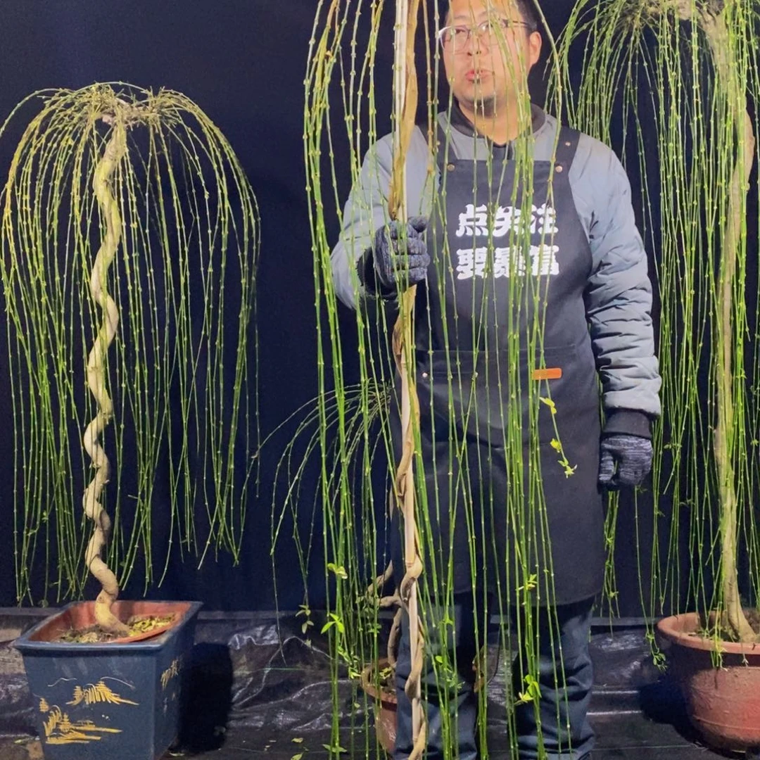 三台迎春，一物一拍，落叶开花