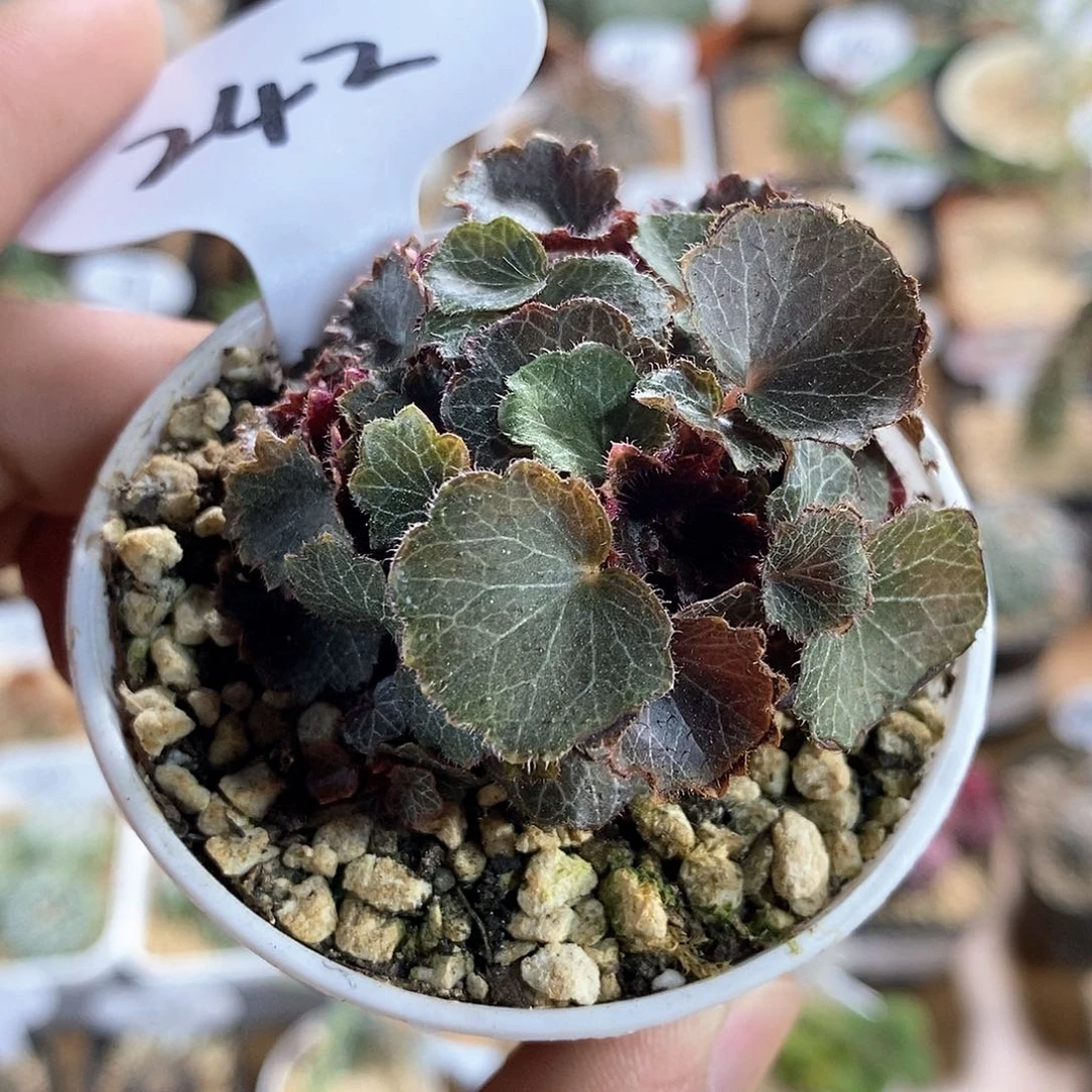 姬虎耳草242号