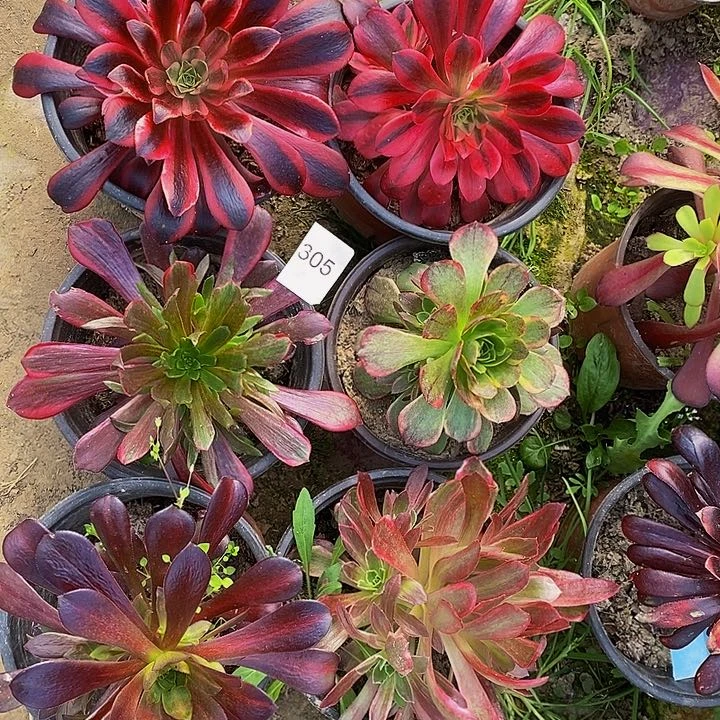 305套餐组合包邮