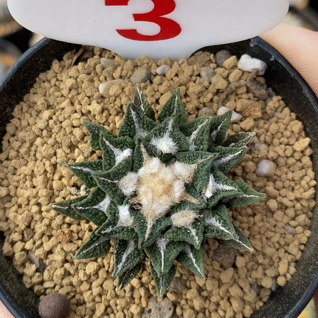 3辛顿牡丹系列产品