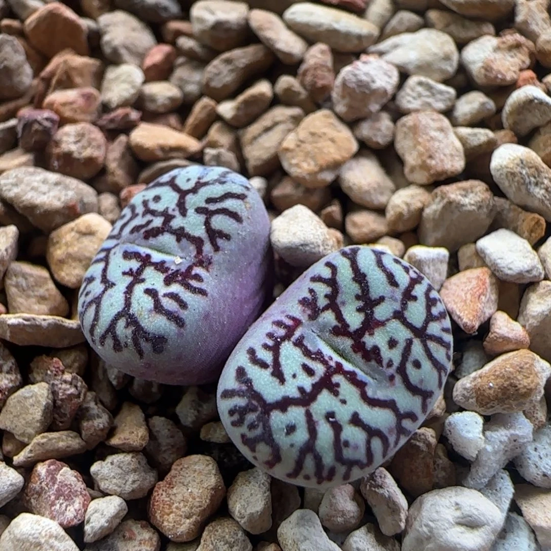 2.13.11/超墨/多肉植物